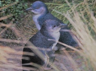 Timaru's penguins