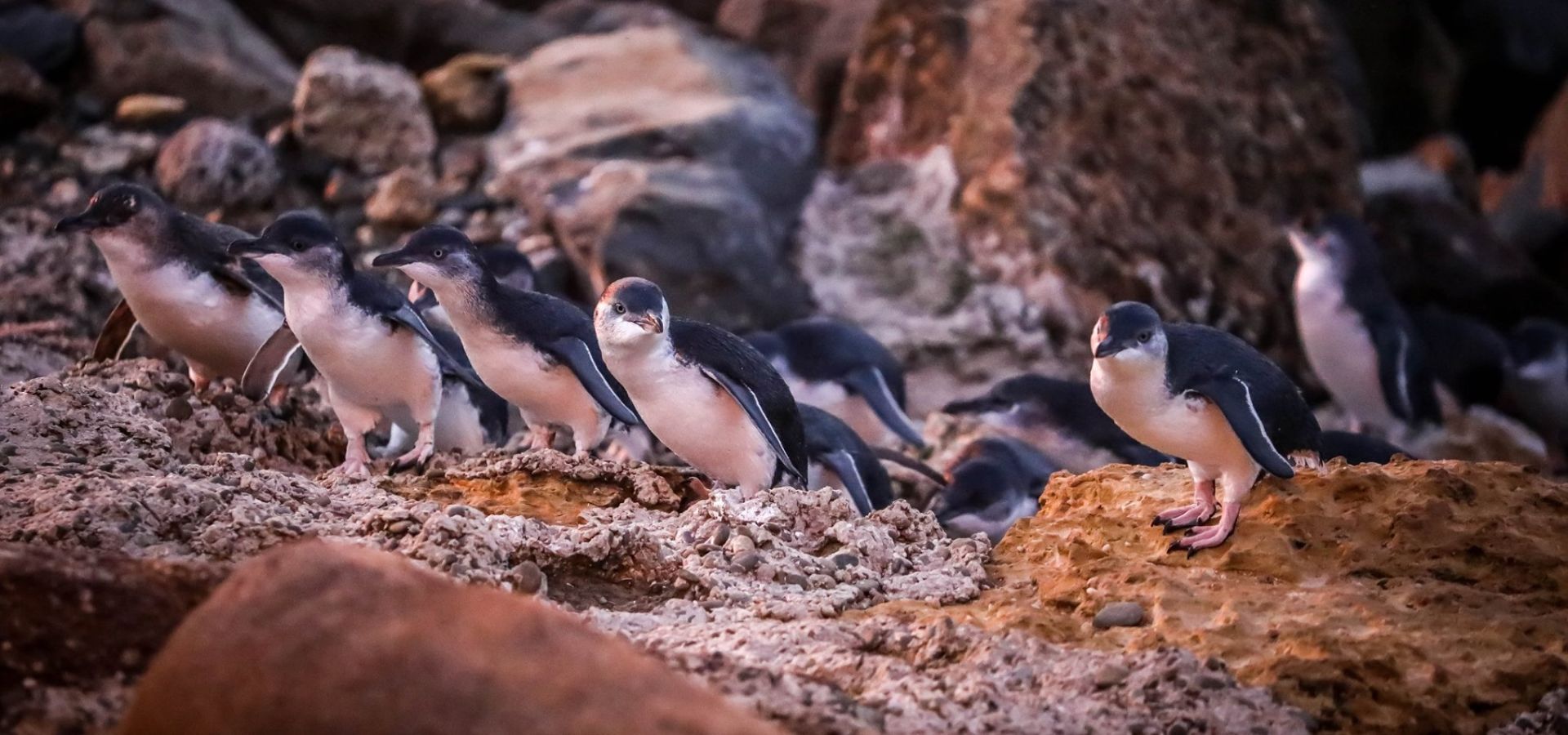 Penguins in Timaru